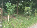 perch-80-land-for-sale-hanwella-small-0