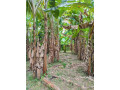 perch-15-8-lands-for-sale-in-gampaha-small-0