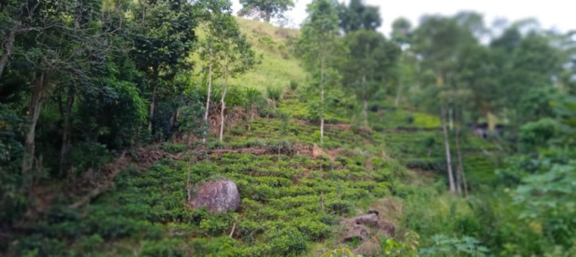 perch-46-tea-land-for-sale-in-kandy-big-2