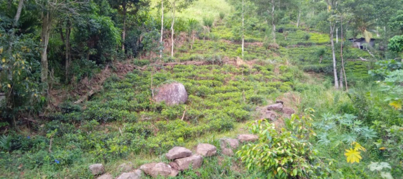 perch-46-tea-land-for-sale-in-kandy-big-0