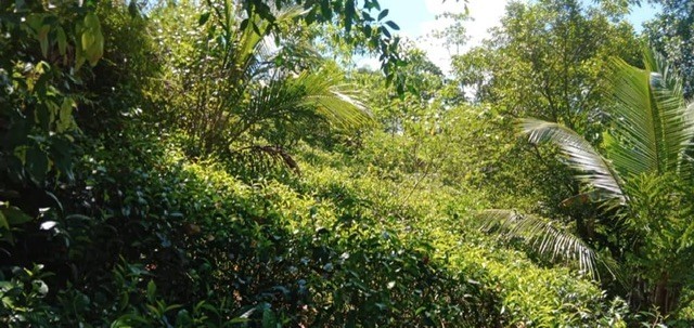 perch-44-land-with-house-for-sale-in-galle-big-3