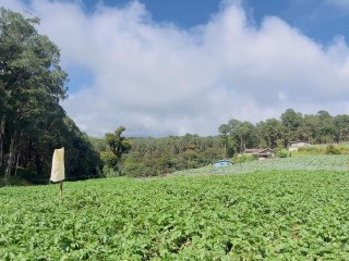 perch-27-land-for-sale-in-nuwaraeliya