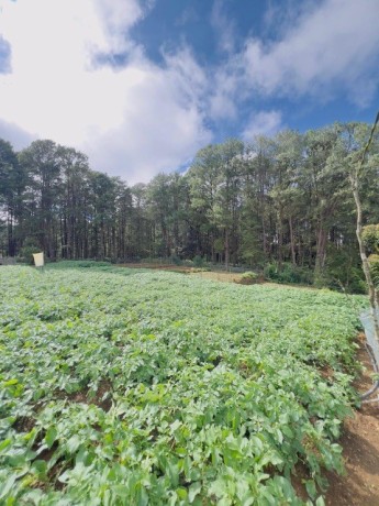 perch-27-land-for-sale-in-nuwaraeliya-big-2