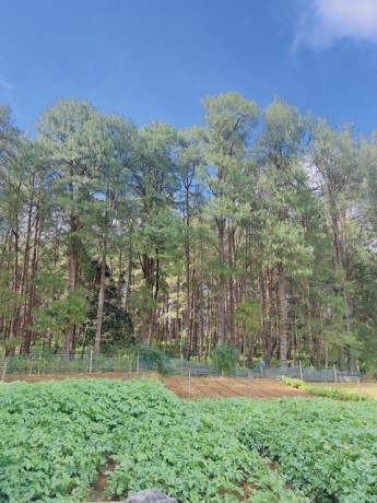 perch-27-land-for-sale-in-nuwaraeliya-big-1