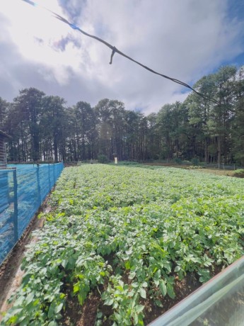 perch-27-land-for-sale-in-nuwaraeliya-big-3