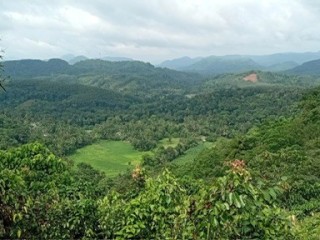 10-acres-cinnamon-land-for-sale-in-kegalle