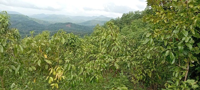 10-acres-cinnamon-land-for-sale-in-kegalle-big-1