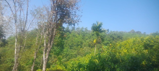 10-acres-cinnamon-land-for-sale-in-kegalle-big-2