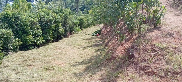 10-acres-cinnamon-land-for-sale-in-kegalle-big-3