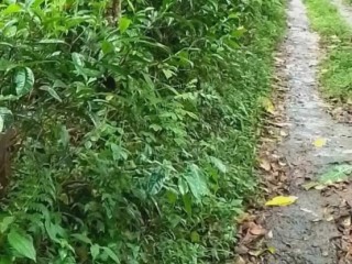 land