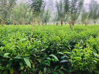 2-acres-tea-land-for-sale-in-galle